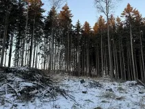 Prodej podílu lesa, Smilovy Hory, 938 m2