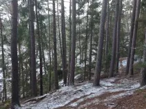 Prodej lesa, Svépravice, 8344 m2