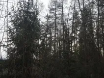 Prodej lesa, Červená Řečice, 4116 m2