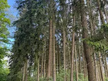 Prodej lesa, Vojkov, 10411 m2