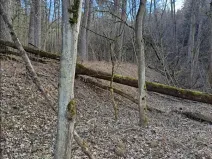 Prodej lesa, Bojkovice, 3376 m2