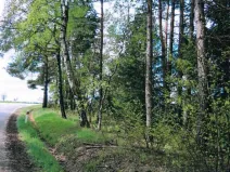 Prodej lesa, Nová Bystřice, 1241 m2