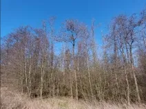 Prodej lesa, Jihlava, 52928 m2