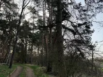 Prodej lesa, Čistá, 2633 m2