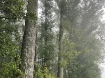 Prodej podílu lesa, Dobruška, 986 m2