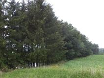 Dražba pozemku, Třebařov, 4992 m2