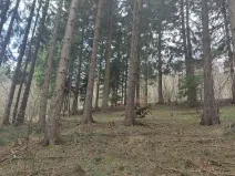 Prodej lesa, Francova Lhota, 5161 m2