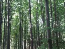 Prodej lesa, Vyskytná, 12390 m2