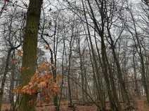 Prodej lesa, Citonice, 1777 m2