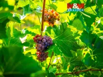 Prodej pole, Šardice, 56699 m2