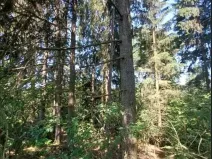 Prodej lesa, Třešť, 1547 m2