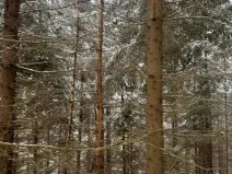 Prodej lesa, Janová, 7449 m2