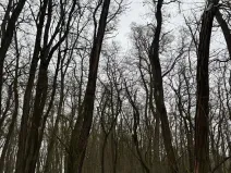 Prodej podílu lesa, Černěves, 9239 m2