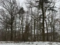 Prodej podílu lesa, Hrabišín, 4749 m2