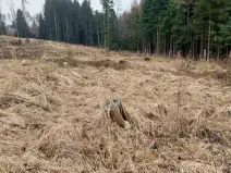 Prodej lesa, Široký Důl, 1408 m2