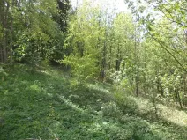 Dražba louky, Líšný, 1958 m2