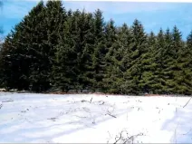 Prodej lesa, Zubří, 843 m2