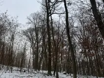 Prodej podílu lesa, Šitbořice, 1075 m2