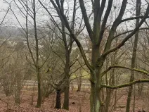 Prodej lesa, Ústí nad Labem, 36788 m2