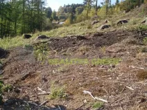 Prodej lesa, Pozděchov, 14279 m2
