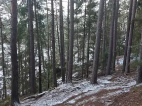 Prodej lesa, Svépravice, 8344 m2