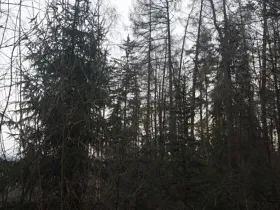 Prodej lesa, Červená Řečice, 4116 m2
