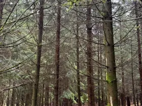 Prodej lesa, Bukovina u Čisté, 29196 m2