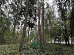 Prodej lesa, Chrášťany, 9048 m2