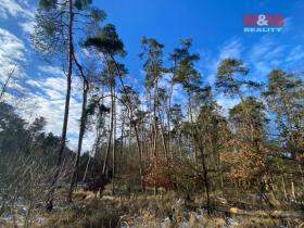 Prodej lesa, Všehrdy, 3720 m2