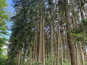 Prodej lesa, Vojkov, 10411 m2