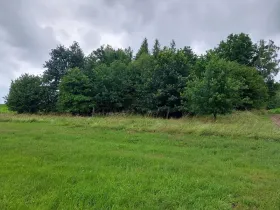 Prodej lesa, Hospříz, 1133 m2