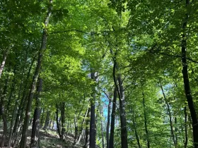 Prodej podílu lesa, Hudlice, 5790 m2