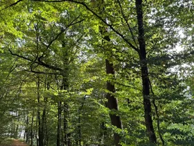 Prodej lesa, Háj ve Slezsku, 4689 m2