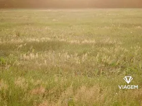 Prodej pole, Blatno, 7300 m2