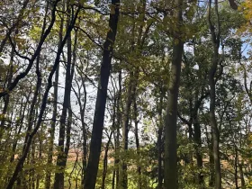 Prodej lesa, Mohelnice, 6148 m2