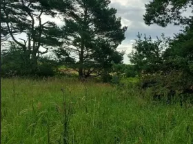 Prodej lesa, Ústrašín, 1179 m2