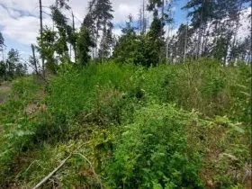 Prodej podílu lesa, Dolní Cerekev, 11817 m2