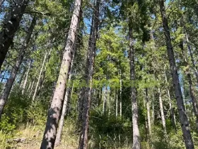 Prodej lesa, Nýdek, 16920 m2