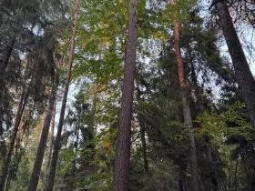 Prodej lesa, Velká Polom, 3922 m2