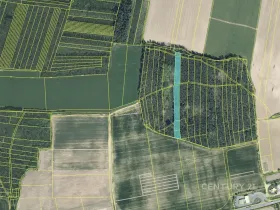 Prodej lesa, Staňkov, 4433 m2