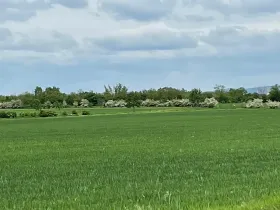 Prodej pole, Brno, 11752 m2