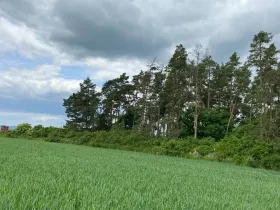 Dražba lesa, Blížejov, 1122 m2