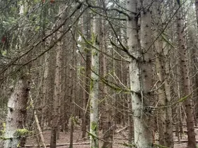 Prodej lesa, Dvory nad Lužnicí, 3483 m2