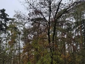 Prodej lesa, Budyně nad Ohří, 3763 m2