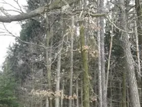 Prodej lesa, Ochoz, 1833 m2