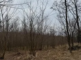 Prodej podílu lesa, Lesonice, 1518 m2