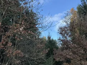 Prodej lesa, Dolany, 3023 m2