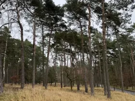 Prodej lesa, Libotenice, 17863 m2