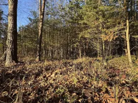 Prodej lesa, Pardubice, 8225 m2