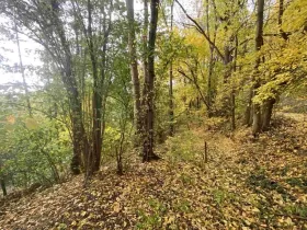 Dražba pozemku, Svijany, 2639 m2